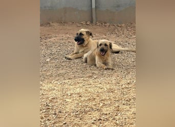Rocco - junger Kämpfer mit großem Herzen sucht seine Chance
