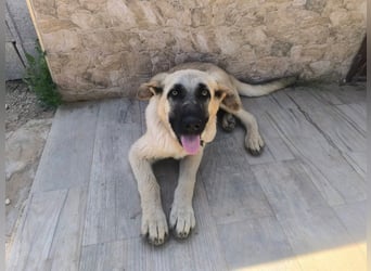 Rocco - junger Kämpfer mit großem Herzen sucht seine Chance