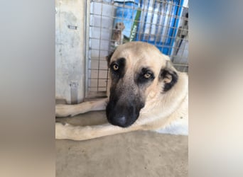 Rocco - junger Kämpfer mit großem Herzen sucht seine Chance