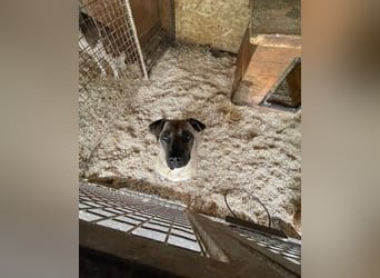 Kesua-VA, Bollerkopf mit großem Herzen sucht Menschen mit Geduld und Verstand