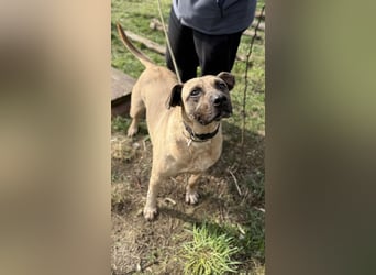 Kesua-VA, Bollerkopf mit großem Herzen sucht Menschen mit Geduld und Verstand