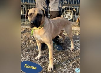 Kesua-VA, Bollerkopf mit großem Herzen sucht Menschen mit Geduld und Verstand