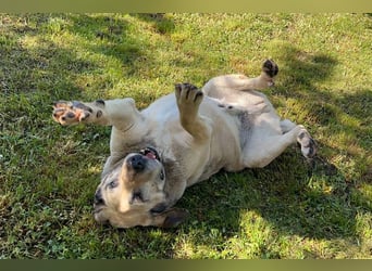 CHRISSY - der Mastiff sucht entsprechend erfahrene Menschen