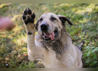 CHRISSY - der Mastiff sucht entsprechend erfahrene Menschen
