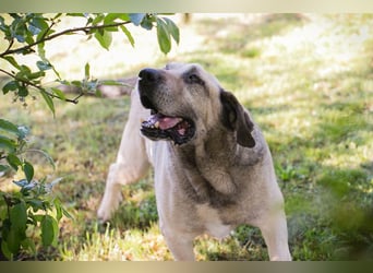 CHRISSY - der Mastiff sucht entsprechend erfahrene Menschen