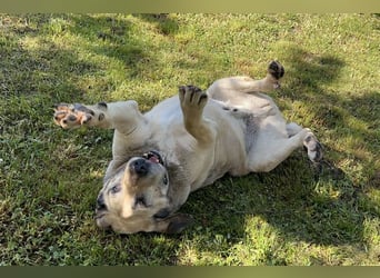 CHRISSY - der Mastiff sucht entsprechend erfahrene Menschen
