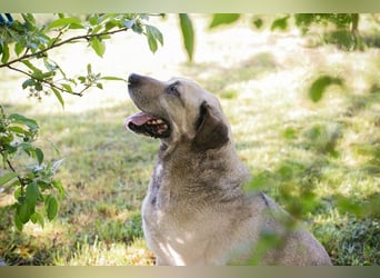 CHRISSY - der Mastiff sucht entsprechend erfahrene Menschen