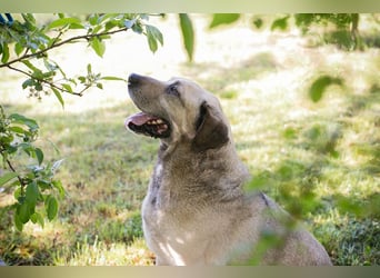 CHRISSY - der Mastiff sucht entsprechend erfahrene Menschen