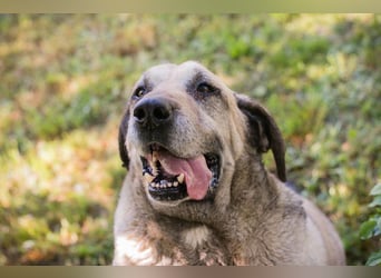 CHRISSY - der Mastiff sucht entsprechend erfahrene Menschen