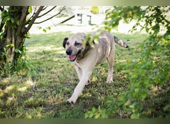 CHRISSY - der Mastiff sucht entsprechend erfahrene Menschen