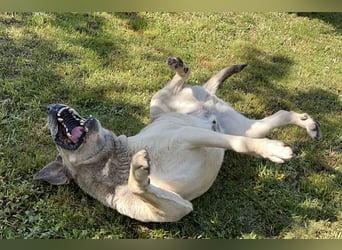 CHRISSY - der Mastiff sucht entsprechend erfahrene Menschen