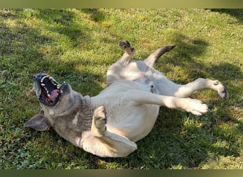 CHRISSY - der Mastiff sucht entsprechend erfahrene Menschen