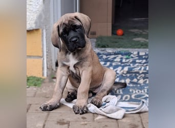 Mastiff Welpen