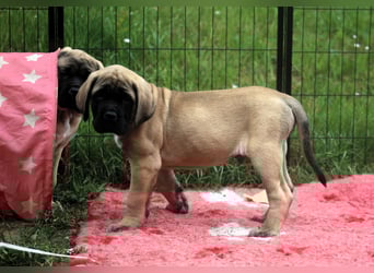 Mastiff Welpen