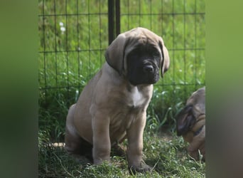 Mastiff Welpen