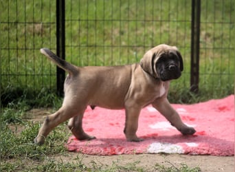 Mastiff Welpen