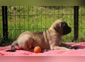 Mastiff Welpen