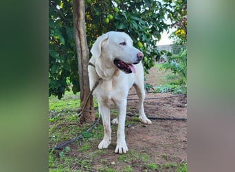 Martin, ein großer zarter Eisbär