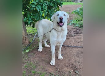 Martin, ein großer zarter Eisbär