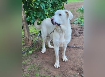 Martin, ein großer zarter Eisbär