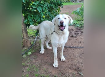 Martin, ein großer zarter Eisbär