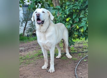 Martin, ein großer zarter Eisbär