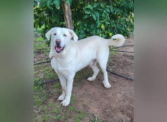 Martin, ein großer zarter Eisbär