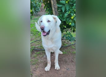 Martin, ein großer zarter Eisbär