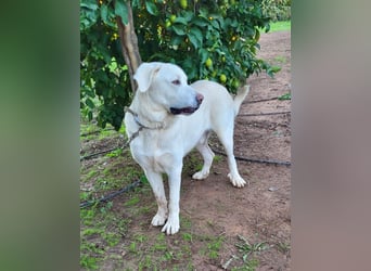 Martin, ein großer zarter Eisbär