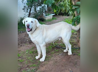 Martin, ein großer zarter Eisbär