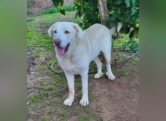 Martin, ein großer zarter Eisbär