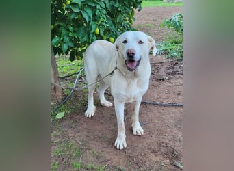 Martin, ein großer zarter Eisbär