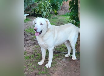 Martin, ein großer zarter Eisbär