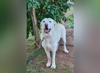 Martin, ein großer zarter Eisbär