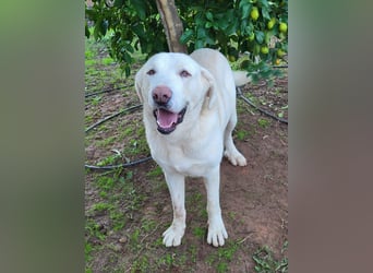 Martin, ein großer zarter Eisbär