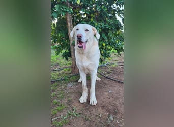 Martin, ein großer zarter Eisbär