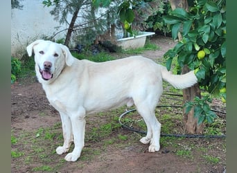 Martin, ein großer zarter Eisbär