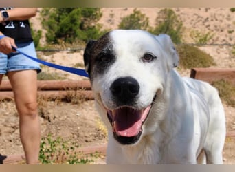 INK-freundlich, sanfter Riese, ruhig, ausgeglichener, angenehmer Begleiter sucht "Für-immer-Zuhause"