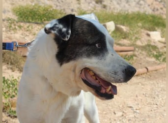 INK-freundlich, sanfter Riese, ruhig, ausgeglichener, angenehmer Begleiter sucht "Für-immer-Zuhause"