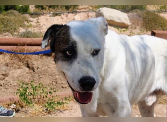 INK-freundlich, sanfter Riese, ruhig, ausgeglichener, angenehmer Begleiter sucht "Für-immer-Zuhause"