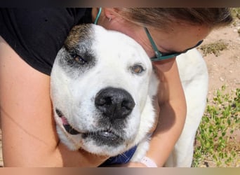 INK-freundlich, sanfter Riese, ruhig, ausgeglichener, angenehmer Begleiter sucht "Für-immer-Zuhause"