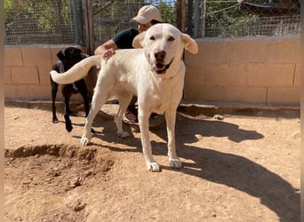 MOON-sanftes,gutmütiges Schmusemädchen mit großem Herzen sucht sehnsüchtig liebe "Für-immer-Familie"
