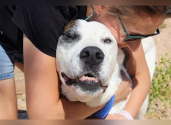 INK-freundlich, sanfter Riese, ruhig, ausgeglichener, angenehmer Begleiter sucht "Für-immer-Zuhause"