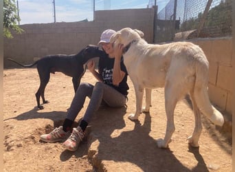 MOON-sanftes,gutmütiges Schmusemädchen mit großem Herzen sucht sehnsüchtig liebe "Für-immer-Familie"