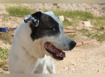 INK-freundlich, sanfter Riese, ruhig, ausgeglichener, angenehmer Begleiter sucht "Für-immer-Zuhause"