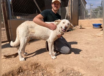 MOON-sanftes,gutmütiges Schmusemädchen mit großem Herzen sucht sehnsüchtig liebe "Für-immer-Familie"