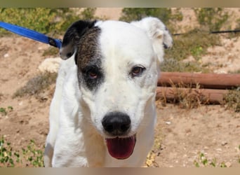 INK-freundlich, sanfter Riese, ruhig, ausgeglichener, angenehmer Begleiter sucht "Für-immer-Zuhause"