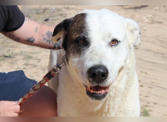 INK-freundlich, sanfter Riese, ruhig, ausgeglichener, angenehmer Begleiter sucht "Für-immer-Zuhause"