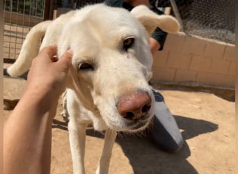 MOON-sanftes,gutmütiges Schmusemädchen mit großem Herzen sucht sehnsüchtig liebe "Für-immer-Familie"