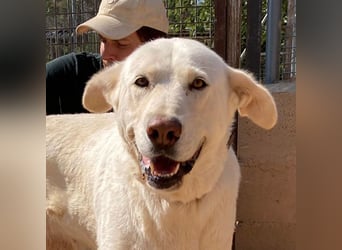 MOON-sanftes,gutmütiges Schmusemädchen mit großem Herzen sucht sehnsüchtig liebe "Für-immer-Familie"